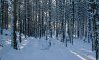 aasan-skog-vinter.jpg (216753 byte)