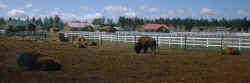 65 bison park.jpg (45589 byte)