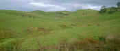 green landscape7.jpg (31937 byte)