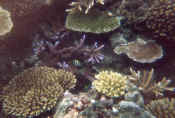 koraller og fisk.jpg (117160 byte)