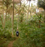 palmeskog.jpg (154584 byte)