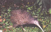 nw-kiwi.jpg (34948 byte)