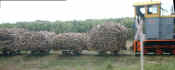 suger cane train.jpg (49316 byte)